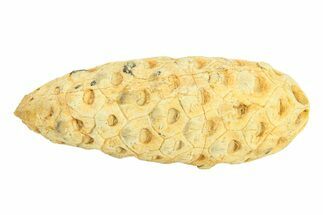 Fossil Seed Cone (Or Aggregate Fruit) - Morocco #288741