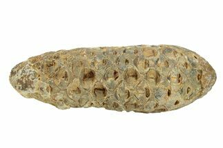 Fossil Seed Cone (Or Aggregate Fruit) - Morocco #288770