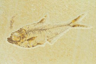 Bargain, Fossil Fish (Diplomystus) - Wyoming #289902