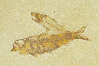 Fossil Fish Plate (Knightia eocaena) - Wyoming #289911