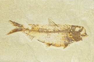 Large Fossil Fish (Knightia) - Wyoming #289916