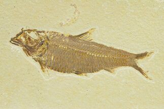 Detailed Fossil Fish (Knightia) - Wyoming #289917