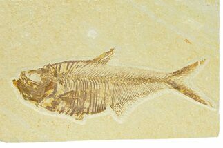 Detailed Fossil Fish (Diplomystus) - Wyoming #289942