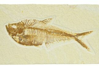 Detailed Fossil Fish (Diplomystus) - Wyoming #289949