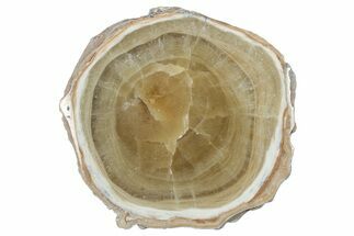 Polished Aragonite Stalactite Slice - Morocco #288613