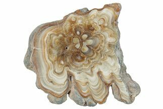 Polished Aragonite Stalactite Slice - Morocco #288615