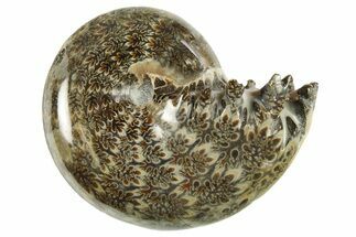 Polished Ammonite (Phylloceras) Fossil - Madagascar #288051
