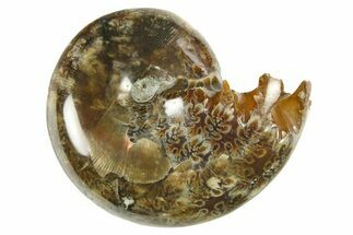 Polished Ammonite (Phylloceras) Fossil - Madagascar #288058