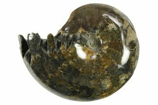 Polished Ammonite (Phylloceras) Fossil - Madagascar #288060