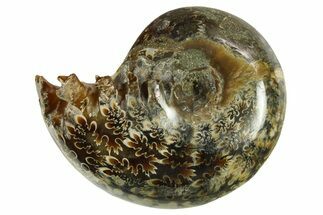 Polished Ammonite (Phylloceras) Fossil - Madagascar #288064