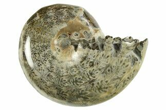 Polished Ammonite (Phylloceras) Fossil - Madagascar #288070