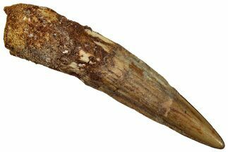 Bargain, Fossil Spinosaurus Tooth - Real Dinosaur Tooth #289855