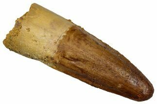 Fossil Spinosaurus Tooth - Real Dinosaur Tooth #289857