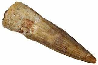 Juvenile Fossil Spinosaurus Tooth - Real Dinosaur Tooth #289813