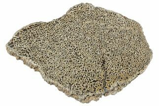 Polished Dinosaur Bone (Gembone) Slab - Morocco #290291