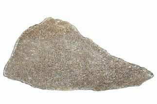 Polished Dinosaur Bone (Gembone) Slab - Morocco #290304