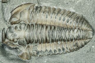Prone Flexicalymene Trilobite Fossil - Indiana #289955