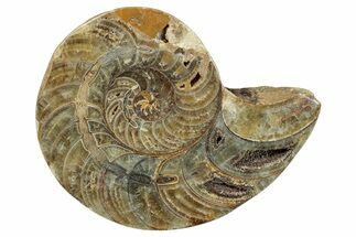 Cut & Polished Jurassic Nautilus Fossil (Half) - Madagascar #289963