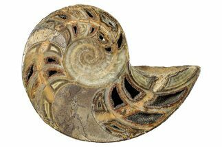 Cut & Polished Jurassic Nautilus Fossil (Half) - Madagascar #289979