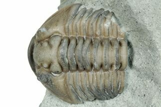 Bargain, Flexicalymene Trilobite Fossil - Indiana #289981