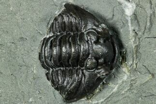 Wide Enrolled Flexicalymene Trilobite - Indiana #289989