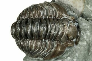 Curled Flexicalymene Trilobite Fossil - Indiana #289993