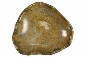 Amazon | Fossil 女性用 ジョリーレッド スモール クロスボディ