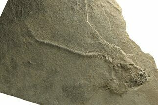 Unprepared Fossil Fish (Diplomystus) - Green River Formation #290656