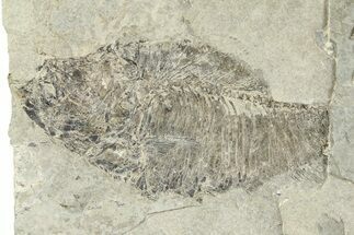 Unprepared Fossil Fish (Diplomystus) - Green River Formation #290657