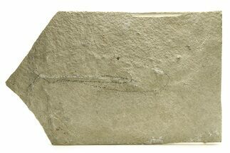 Unprepared Fossil Fish Plate - Fish Around - Long #290659