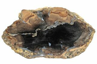 Polished Petrified Wood Slab - Sweet Home, Oregon #290573
