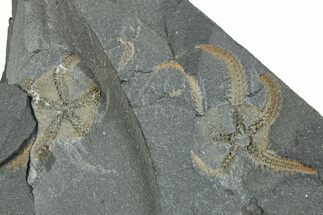 Two Ordovician Brittle Stars (Ophiura) - Morocco #290625
