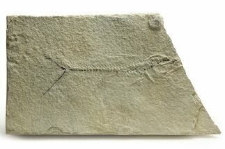 - Long, Unprepared Fossil Fish (Mioplosus) - Wyoming #290667