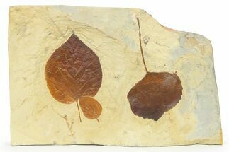 Plate with Three Fossil Leaves (Three Species) - Montana #269441