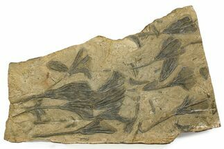 Ordovician Fossil Crinoid Plate - Marzane, Morocco #290843