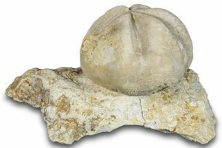 Fossil Echinoid (Hemiaster?) - Taouz, Morocco #290691