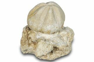 Fossil Echinoid (Sea Urchin) - Taouz, Morocco #290696