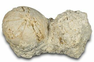 Fossil Echinoid (Sea Urchin) - Taouz, Morocco #290697