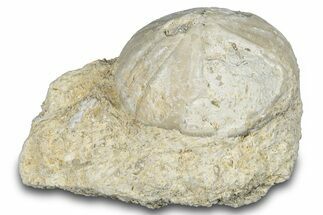Fossil Echinoid (Sea Urchin) - Taouz, Morocco #290699