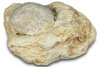 Fossil Echinoid (Sea Urchin) - Taouz, Morocco #290701