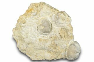 Two Fossil Echinoids - Taouz, Morocco #290703