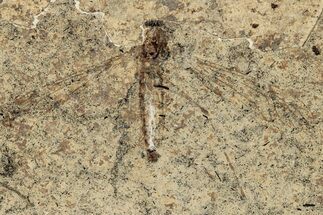 Detailed Fossil Crane Fly (Tipula) - France #290742