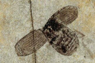 Fossil Leaf Beetle (Chrysomelidae) - France #290749