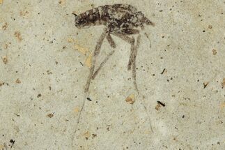 Detailed Fossil Marsh Fly with Cranefly - Cereste, France #290757