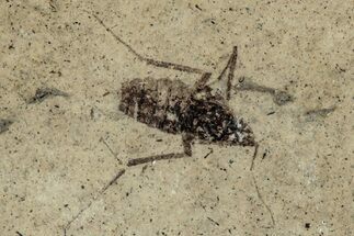 Detailed Fossil Marsh Fly (Tetanocera) - Cereste, France #290768