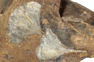 Two Paleocene Fossil Ginkgo Leaves - North Dakota #290840