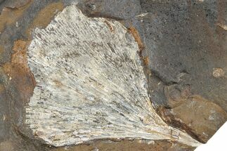 Paleocene Fossil Ginkgo Leaf - North Dakota #290846