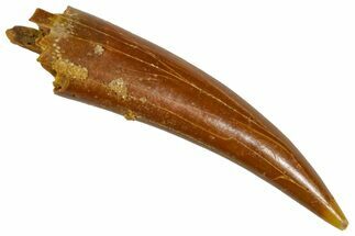Fossil Fish Fang (Aidachar) - Kem Kem Beds, Morocco #290864
