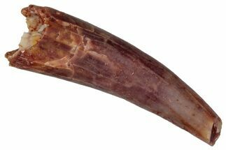 Fossil Fish Fang (Aidachar) - Kem Kem Beds, Morocco #290881