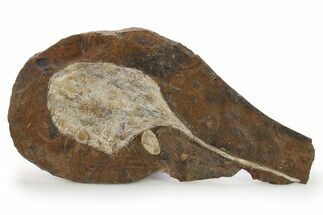 Paleocene Fossil Ginkgo Leaf - North Dakota #290789